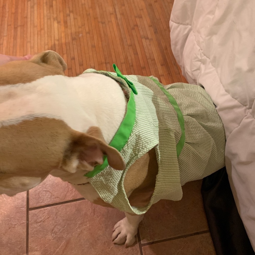 Dog dress - Picture 2 of 4